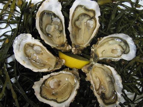 what are good quality brands of oysters